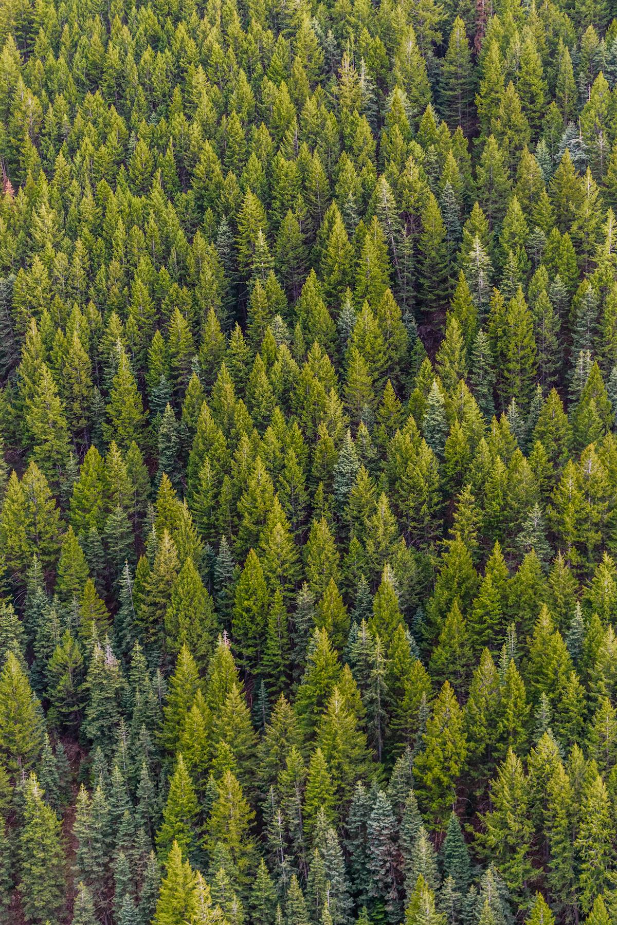 Why Forestry Mulching Is the Most Sustainable Land Clearing Method — Apex Land Services blog